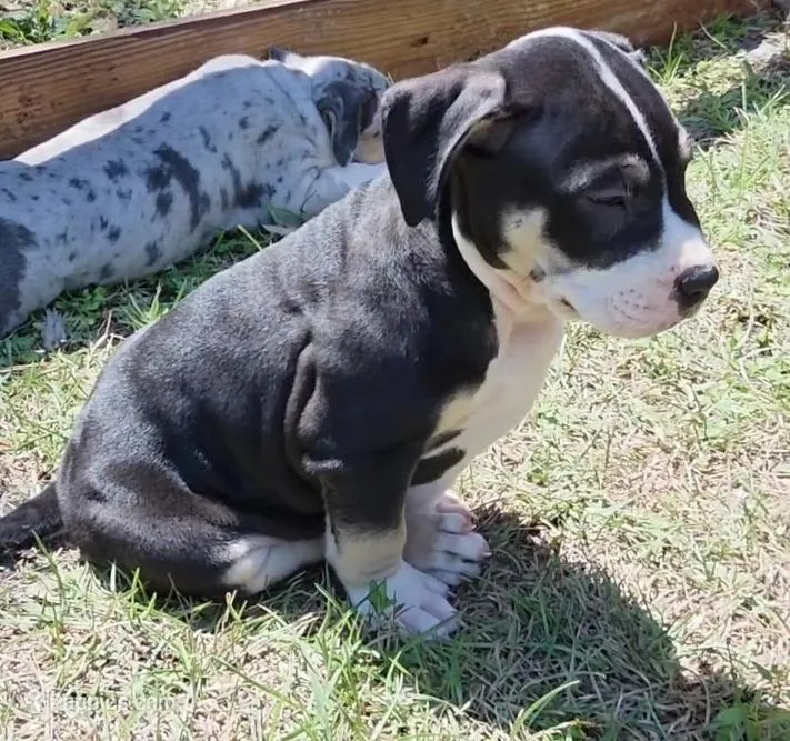 Oreo – American Bully puppy for sale in Palatka, FL
