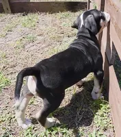 Oreo, a male American Bully for sale in Palatka, FL – Photo 4 of 10