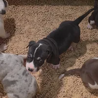 Oreo, a male American Bully for sale in Palatka, FL – Photo 9 of 10