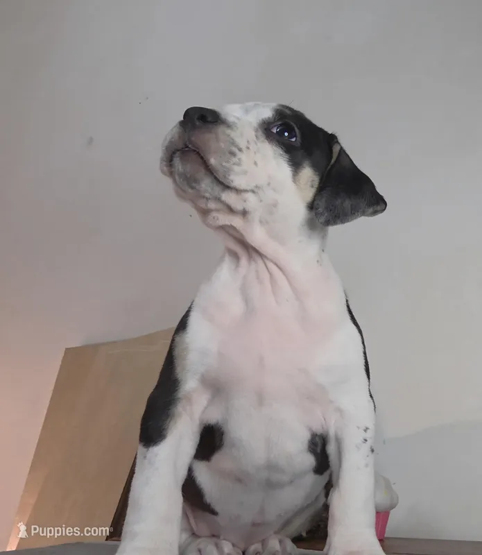 Cookie – American Bully puppy for sale in Palatka, FL
