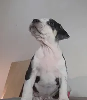 Cookie, a female American Bully for sale in Palatka, FL – Photo 4 of 9