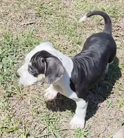 Cookie, a female American Bully for sale in Palatka, FL – Photo 7 of 9