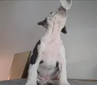 Cookie, a female American Bully for sale in Palatka, FL – Photo 6 of 9