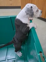 Cookie, a female American Bully for sale in Palatka, FL – Photo 3 of 9