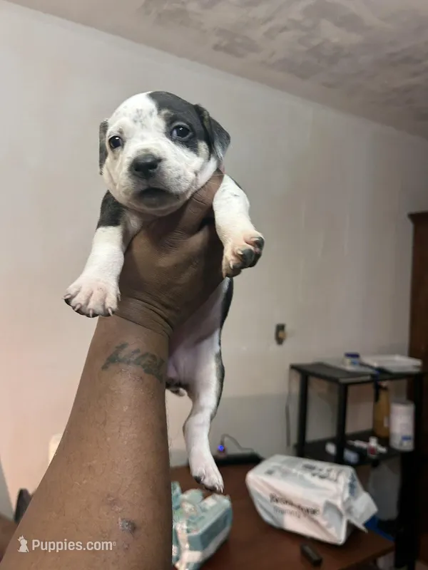 Cookie – American Bully puppy for sale in Palatka, FL