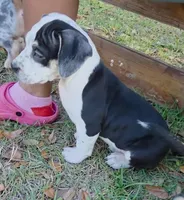 Cookie, a female American Bully for sale in Palatka, FL – Photo 2 of 9