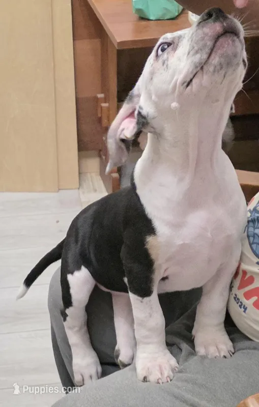 Cookie – American Bully puppy for sale in Palatka, FL