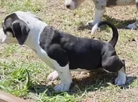 Cookie, a female American Bully for sale in Palatka, FL – Photo 9 of 9