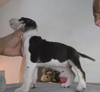 Cookie, a female American Bully for sale in Palatka, FL – Photo 8 of 9