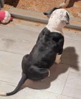 Cookie, a female American Bully for sale in Palatka, FL – Photo 5 of 9