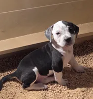 Cookie, a female American Bully for sale in Palatka, FL – Photo 1 of 9