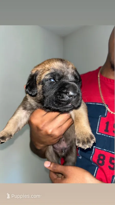 Chiro  – Cane Corso puppy for sale in Charlotte, NC
