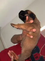 Chiro , a male Cane Corso for sale in Charlotte, NC – Photo 2 of 2