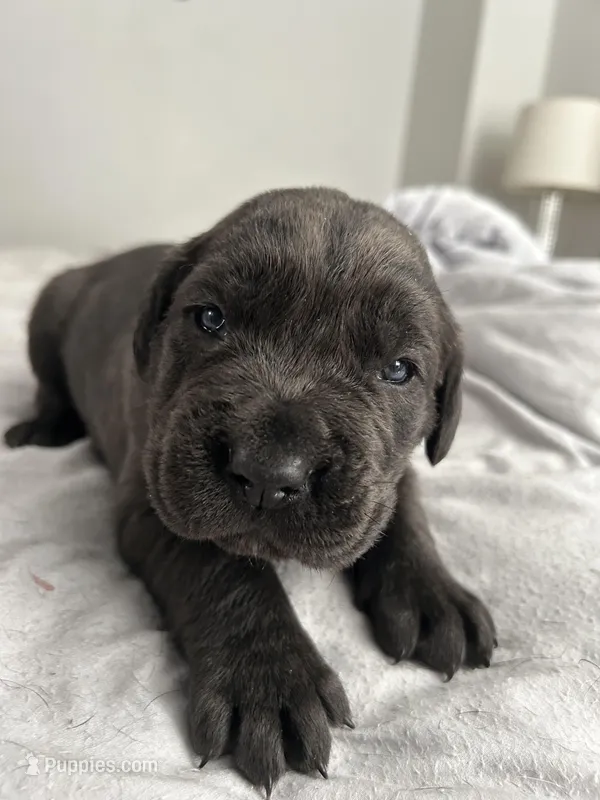 Luna  – Cane Corso puppy for sale in Charlotte, NC