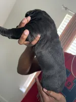 Luna , a female Cane Corso for sale in Charlotte, NC – Photo 2 of 2