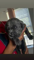 Luna , a female Cane Corso for sale in Charlotte, NC – Photo 1 of 2