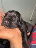 Stella , a female Cane Corso for sale in Charlotte, NC – Photo 1 of 2