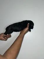 Stella , a female Cane Corso for sale in Charlotte, NC – Photo 2 of 2