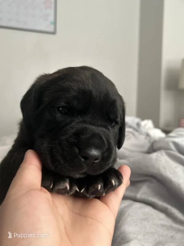 Stella  – Cane Corso puppy for sale in Charlotte, NC