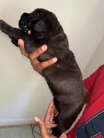 Koba , a male Cane Corso for sale in Charlotte, NC – Photo 2 of 2