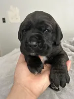 Koba , a male Cane Corso for sale in Charlotte, NC – Photo 1 of 4