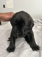 Koba , a male Cane Corso for sale in Charlotte, NC – Photo 2 of 4