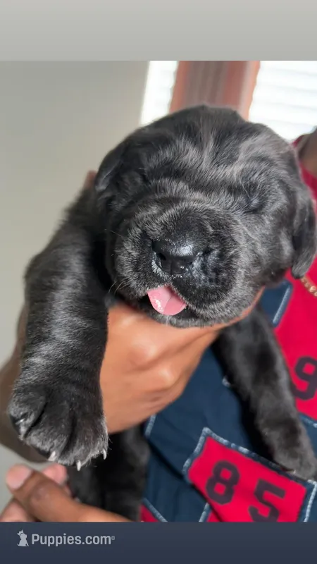 Bruno  – Cane Corso puppy for sale in Charlotte, NC