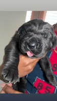 Bruno , a male Cane Corso for sale in Charlotte, NC – Photo 1 of 2