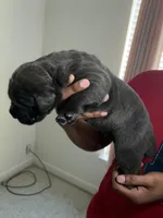 Bruno , a male Cane Corso for sale in Charlotte, NC – Photo 2 of 2