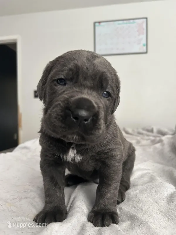 Bruno  – Cane Corso puppy for sale in Charlotte, NC