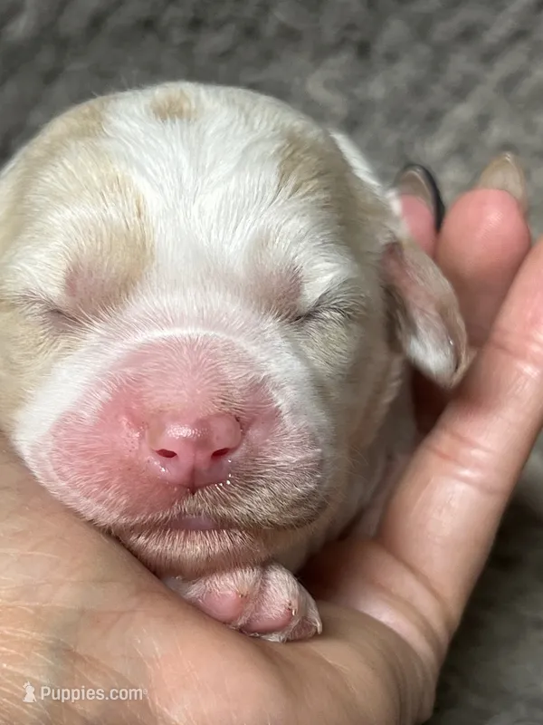 Max – Double Doodle puppy for sale in Raeford, NC