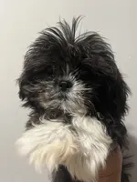 Oreo, a female Shih Tzu for sale in Raeford, NC – 3 of 3