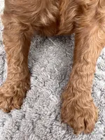 Sam, a male Miniature Goldendoodle for sale in Raeford, NC – 2 of 4