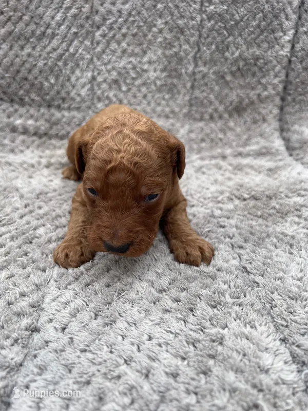 Bandit – Miniature Goldendoodle puppy for sale in Raeford, NC