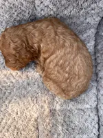 Kobi, a male Miniature Goldendoodle for sale in Raeford, NC – 3 of 3