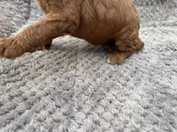 Bandit, a male Miniature Goldendoodle for sale in Raeford, NC – 3 of 4