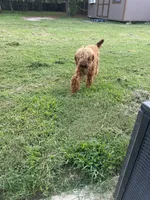 Koko, a male Poodle - Miniature  for sale in Raeford, NC – 1 of 1