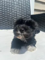 Tinker, a female Yorkipoo for sale in Raeford, NC – 2 of 4
