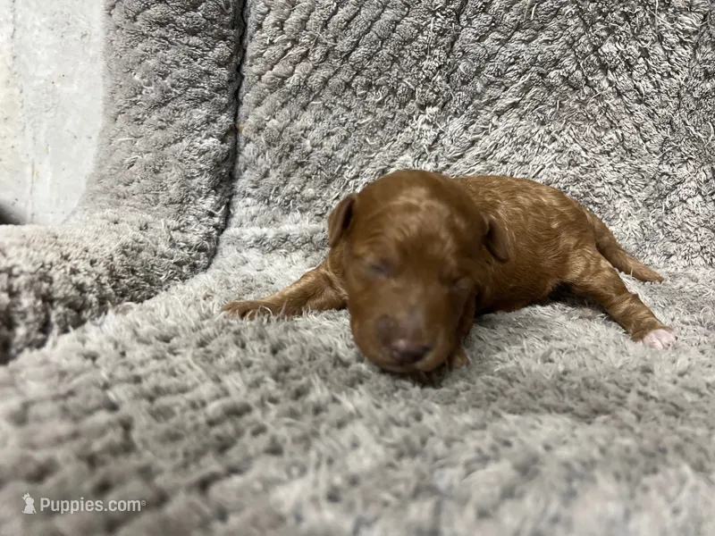 Kona – Miniature Goldendoodle puppy for sale in Raeford, NC