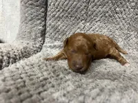 Kona, a female Miniature Goldendoodle for sale in Raeford, NC – 1 of 2