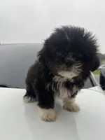 Rubi, a female Shih Tzu for sale in Raeford, NC – 4 of 4