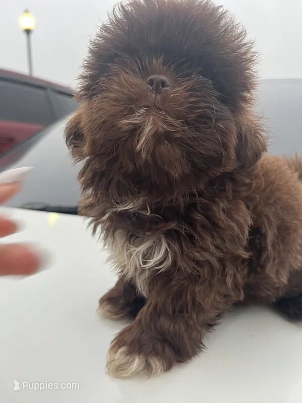 Coco – Shih Tzu puppy for sale in Raeford, NC