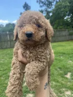 Luna, a female Miniature Goldendoodle for sale in Raeford, NC – 2 of 3