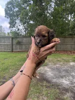 Sage, a female Double Doodle for sale in Raeford, NC – 2 of 4
