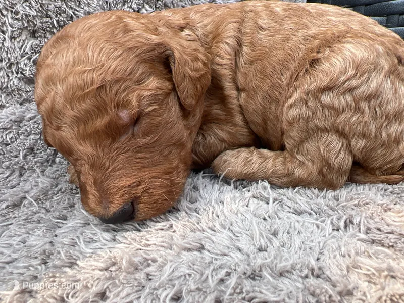 Kobi – Miniature Goldendoodle puppy for sale in Raeford, NC