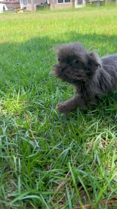 Gizmo, a male Shih Tzu for sale in Raeford, NC – 4 of 4