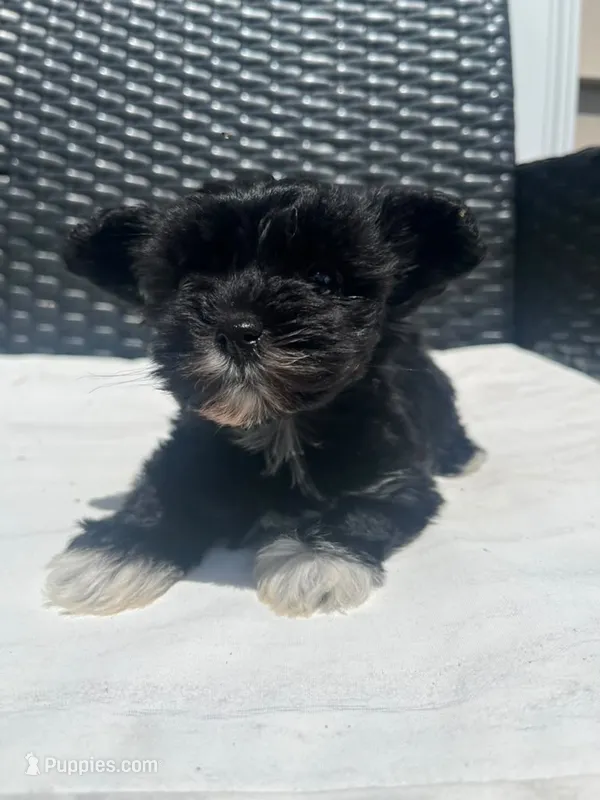 Tinker – Yorkipoo puppy for sale in Raeford, NC