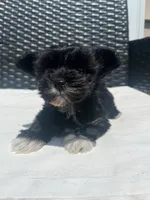 Tinker, a female Yorkipoo for sale in Raeford, NC – 1 of 4