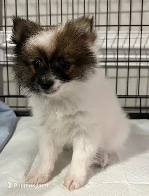 Lilo – Pomeranian puppy for sale in Orlando, FL