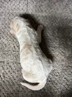 Max, a male Double Doodle for sale in Raeford, NC – 4 of 4